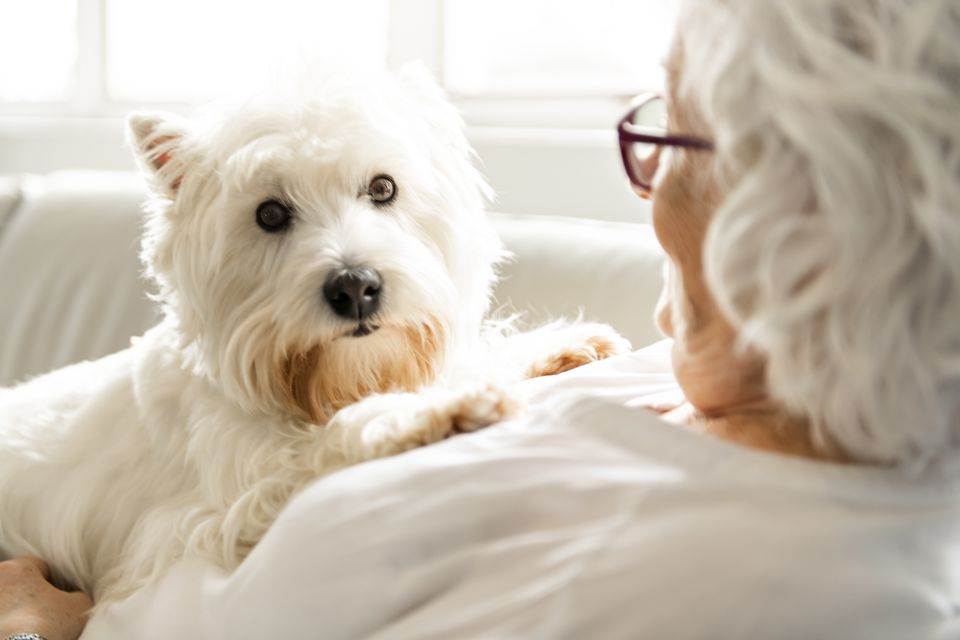 Mere tid, mere hund: Derfor er hundelivet populært efter de 60
